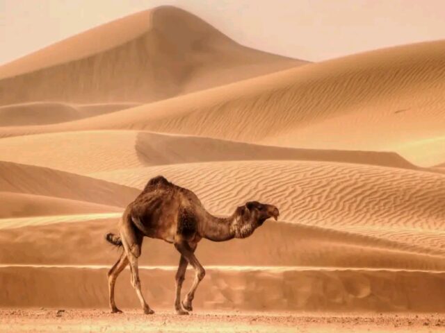 3 DAYS FES TO MARRAKECH DESERT TOUR