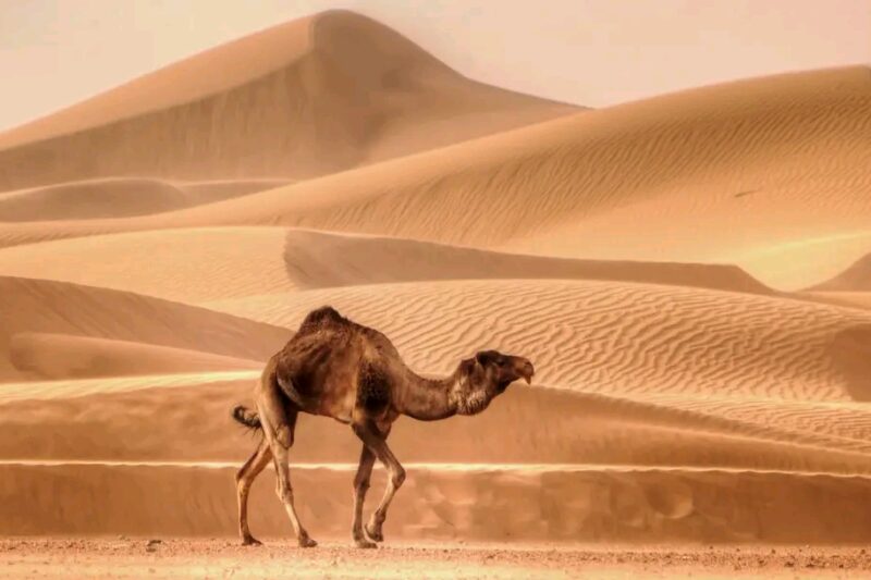 3 DAYS FES TO MARRAKECH DESERT TOUR