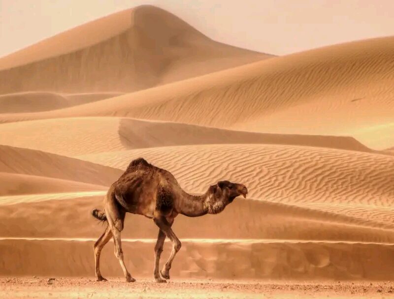 3 DAYS FES TO MARRAKECH DESERT TOUR