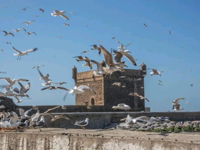 5 Days Tour From Marrakech To Taroudant, Agadir, Essaouira Back To Marrakech