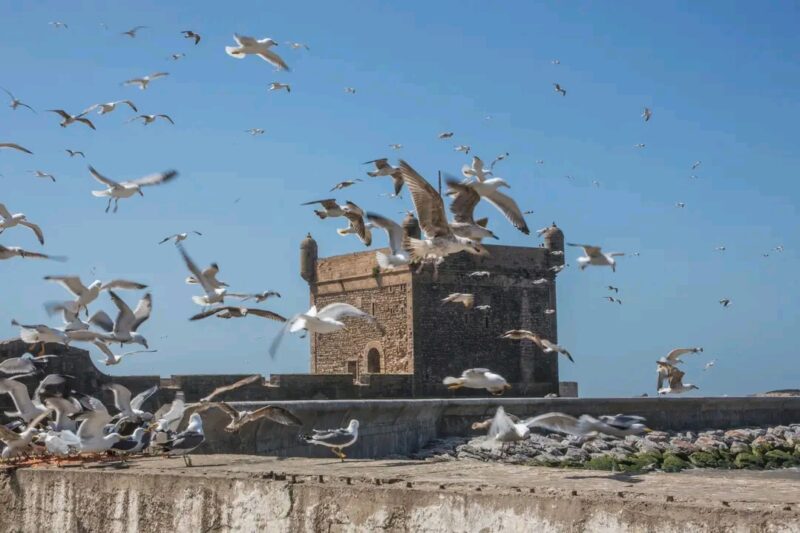 5 Days Tour From Marrakech To Taroudant, Agadir, Essaouira Back To Marrakech