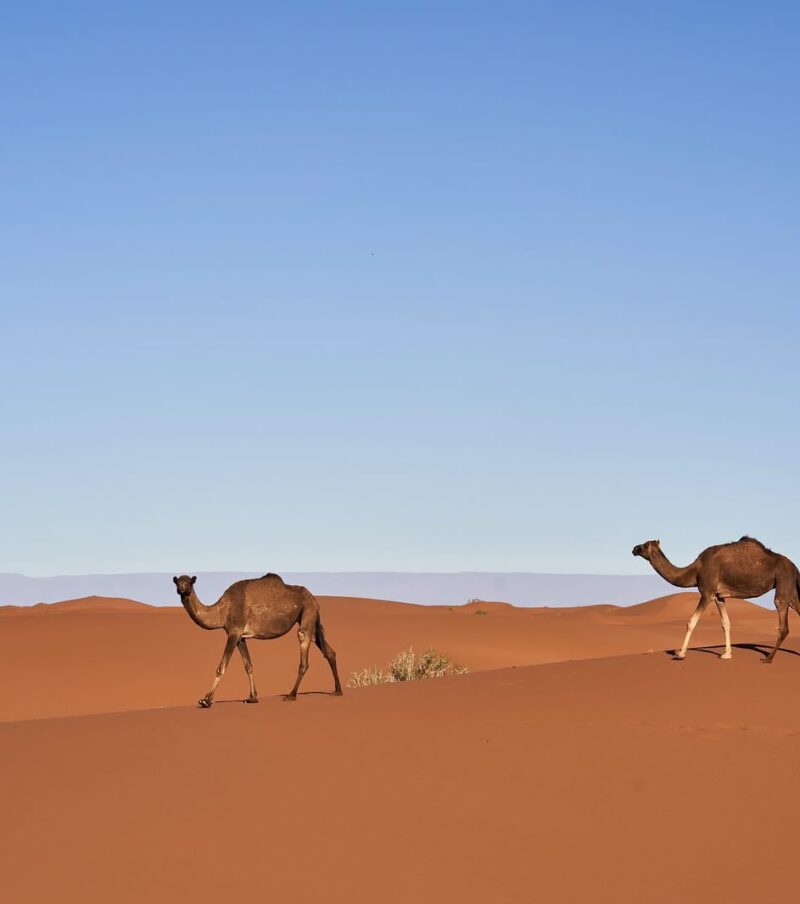 6 DAYS FES TO MARRAKECH DESERT TOUR