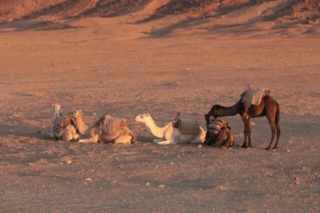 2 days Marrakech to Zagora Desert Tour in Morocco