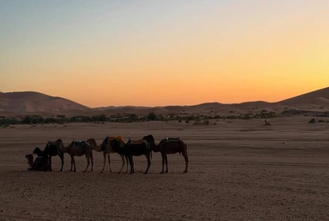 Camel trek across Erg Chebbi dunes 