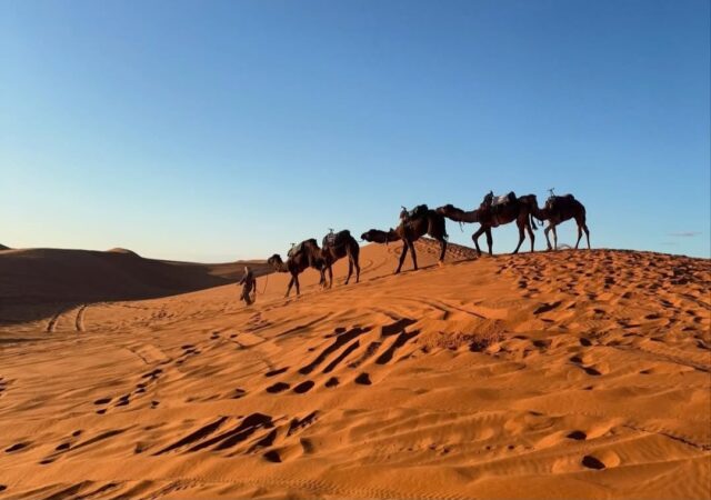Camel trek through Sahara Desert dunes 